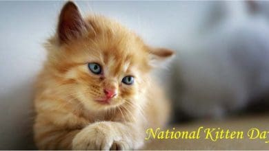 National Kittern Day