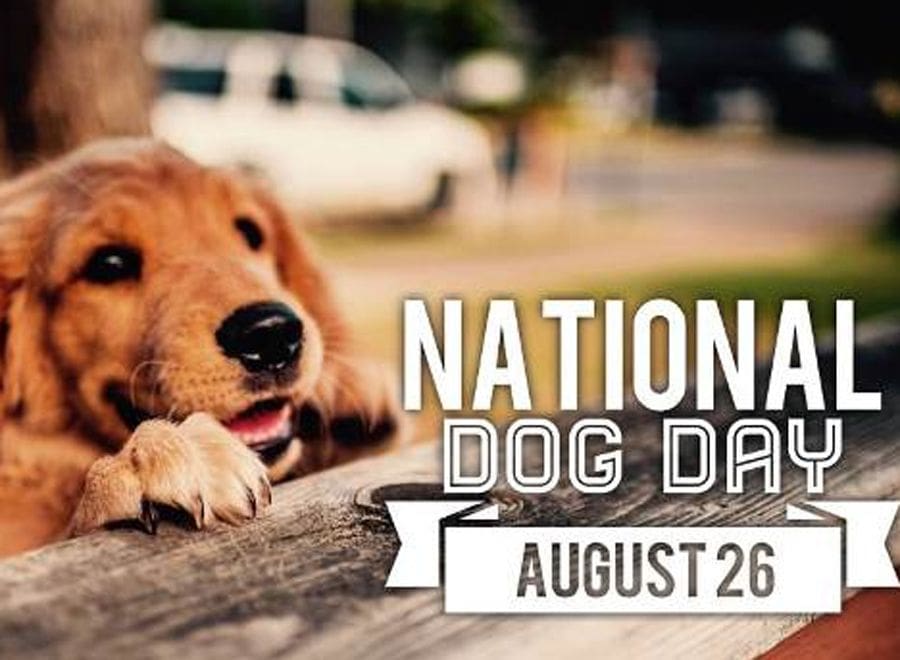 National Dog Day Images