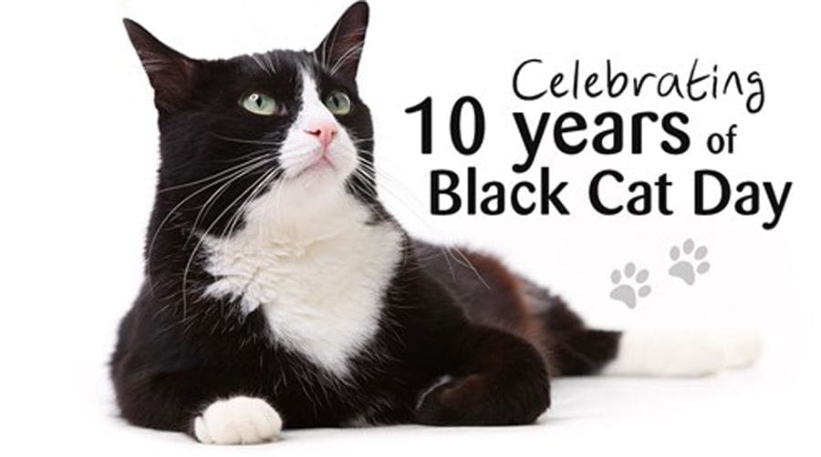 Black Cat Day Celebration