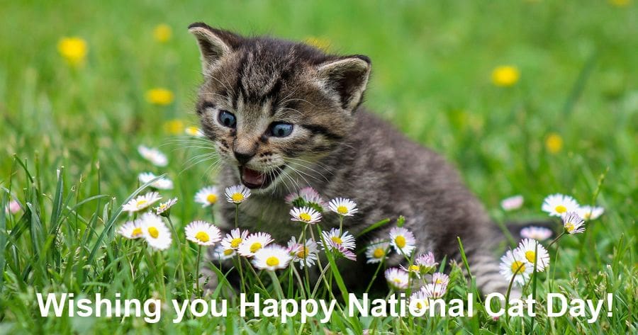 National Cat Day Quotes