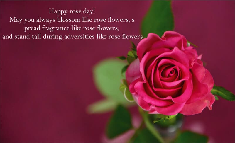 Rose Day Image Wishes