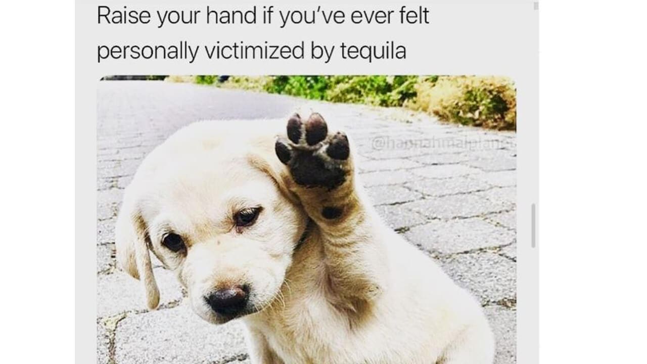 National Tequila Day Memes (3)