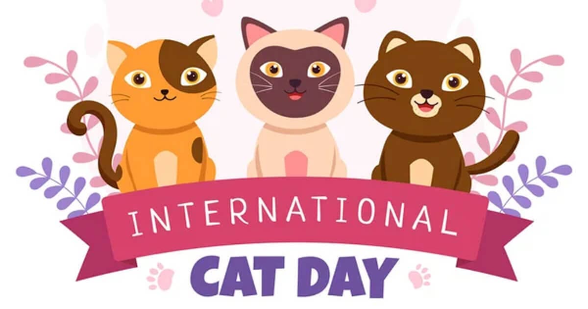 International Cat Day images (4)