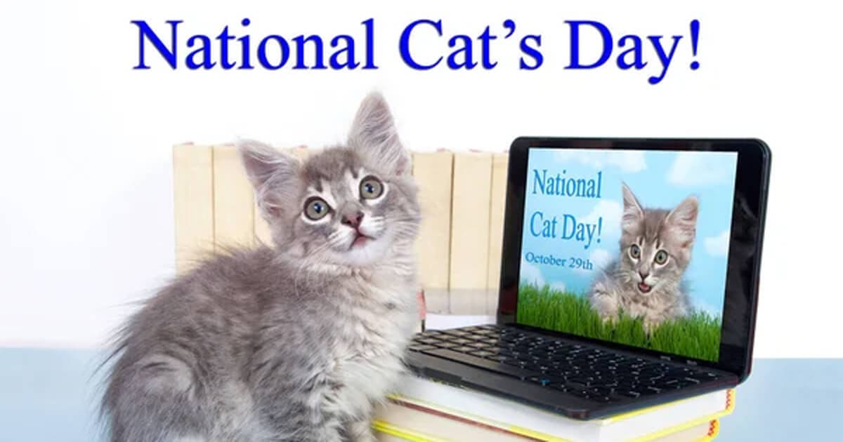 National Cat Day images (1)