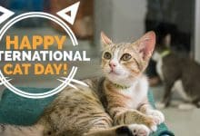 National Cat Day images (3)