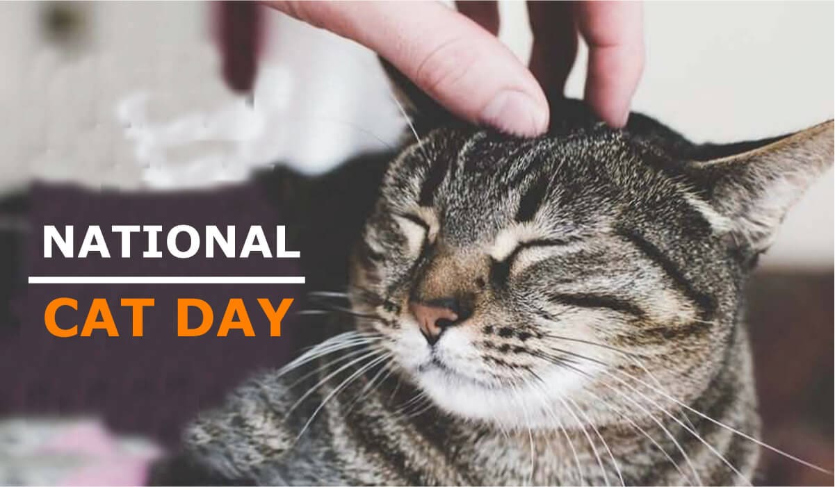 National Cat Day images (4)