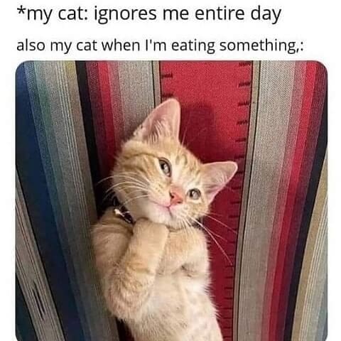National cat day memes (4)