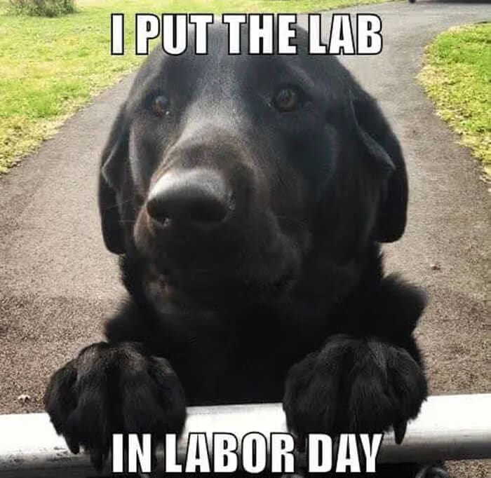 labor day memes (3)