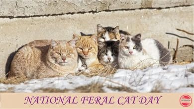 National Feral Cat Day