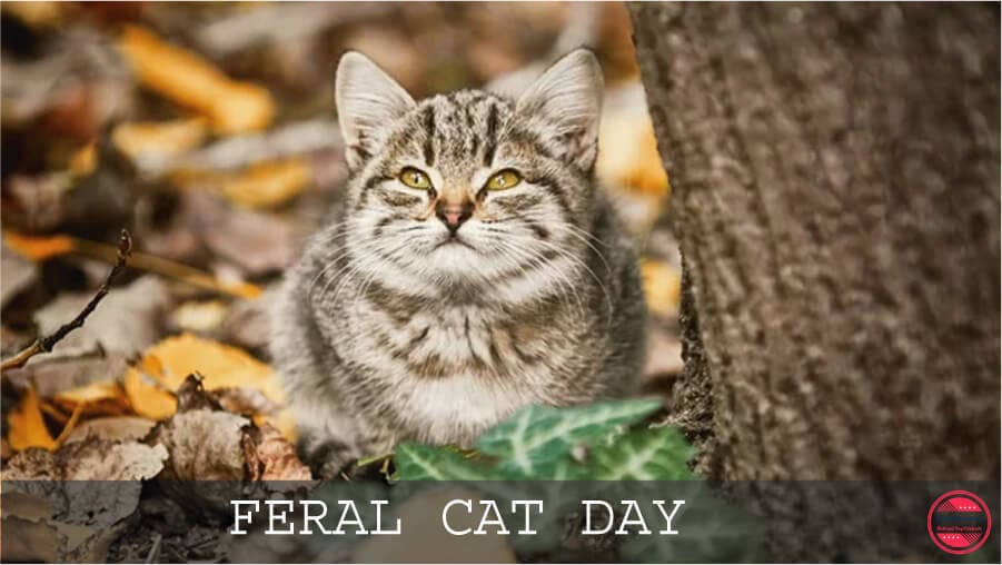 Feral Cat Day Images